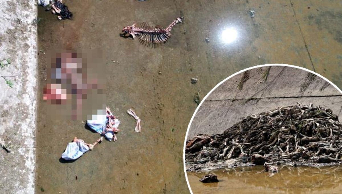 Adana’da sulama kanalında at ve eşeklere ait kemikler bulundu
