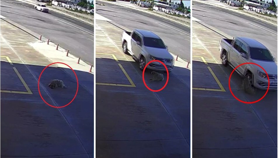 Köpeği ezmek için yolunu değiştirdi, 2 bin TL ceza verildi