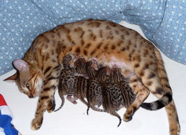 Котята Бенгалы Фото