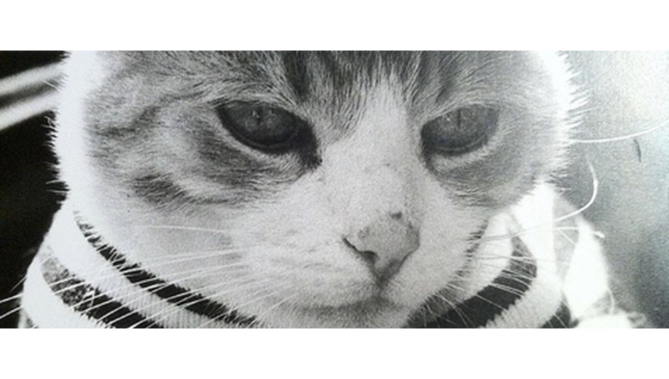 Kedi filmleri festivali başlıyor Magazin Haberleri NTV