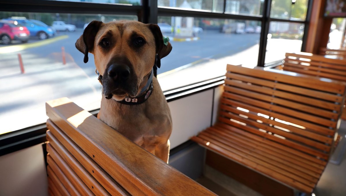 Gezgin köpek Boji dünya basınının gündeminde Gezgin köpek Boji dünya basınının gündeminde