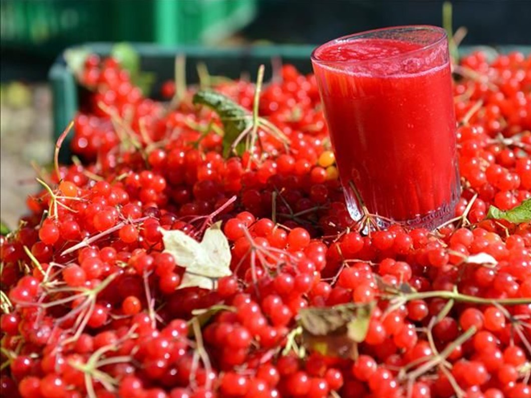 bobrek tasinin dusmani gilaburu gilaburu nun faydalari nelerdir