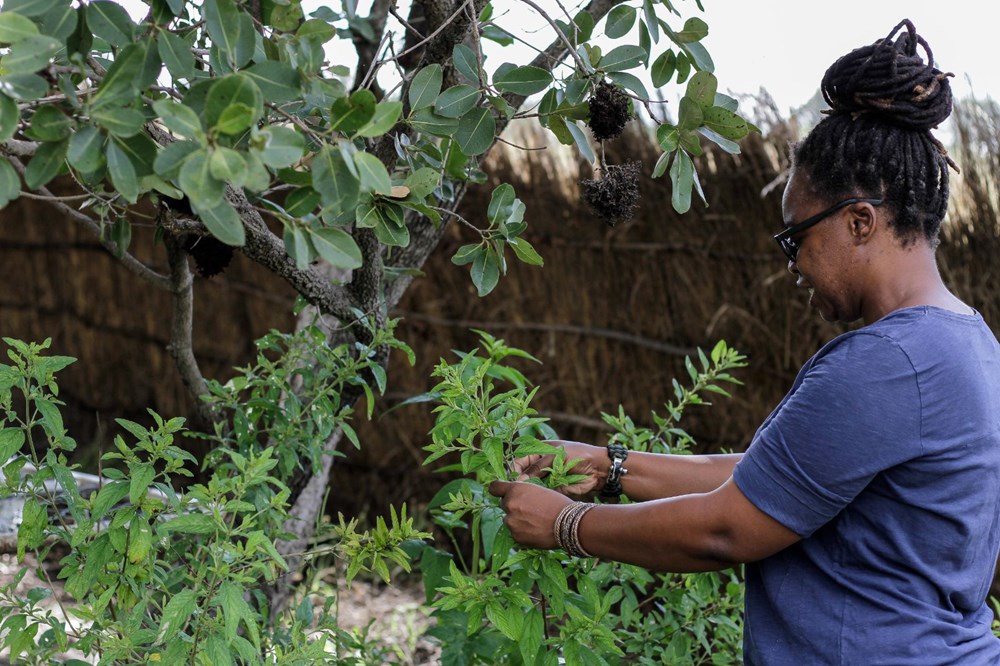 Zumbani, the plant the African country hopes for: If we didn't use it, we would be dead - 6