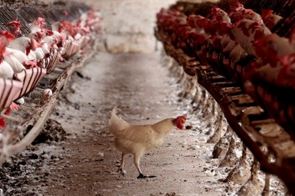 Kuş gribinde korkutan vaka: İlk kez hayvanla teması olmayan bir insanda görüldü - 5