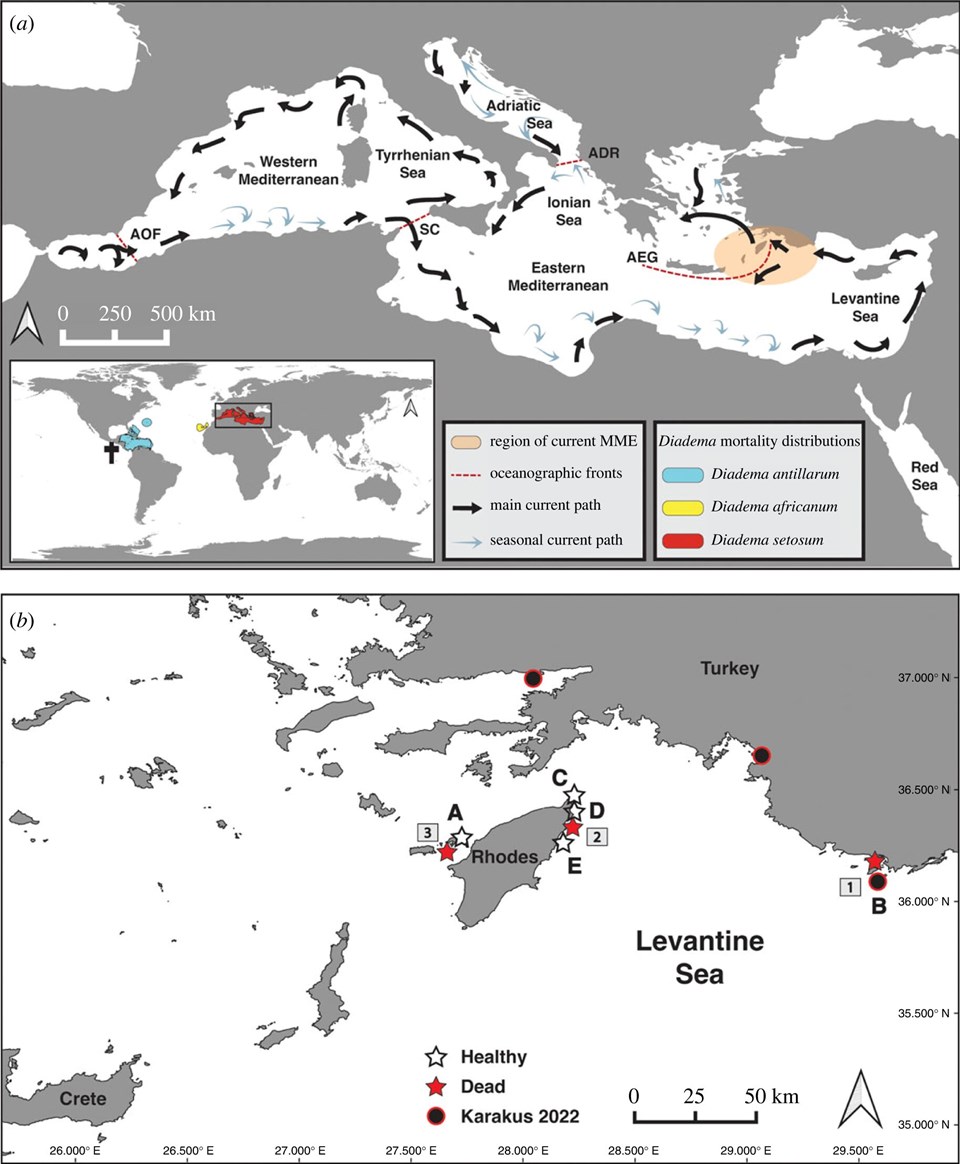 Doğu Akdeniz'de istilacı deniz kestanelerinde kitlesel ölüm - 3