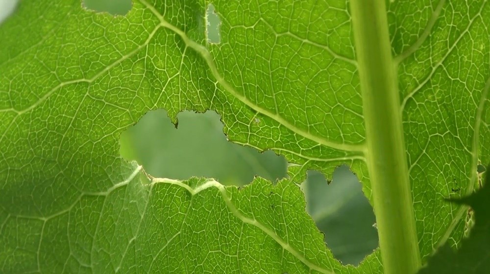 Muş'ta çekirge alarmı: Tarlalara doğru ilerliyorlar - 6