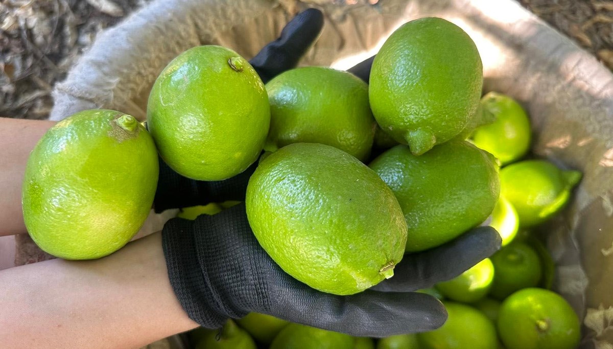 Limonun ihracat yolculuğu başladı