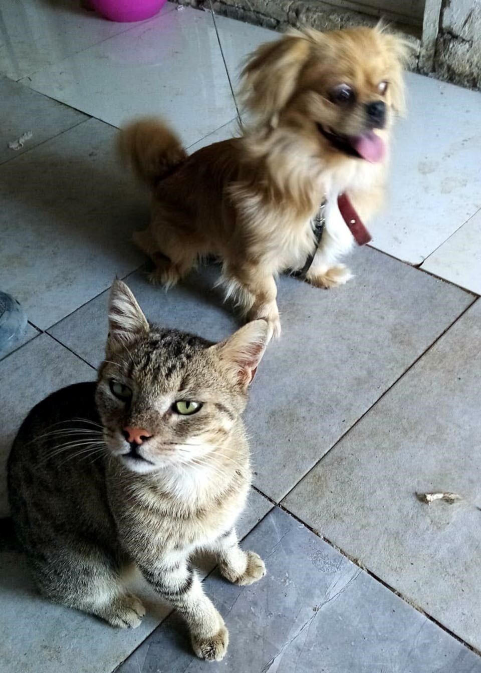İzmir'de pitbull dehşeti: Bir köpeği öldürdü, sahibi ve kedisini yaraladı - 3