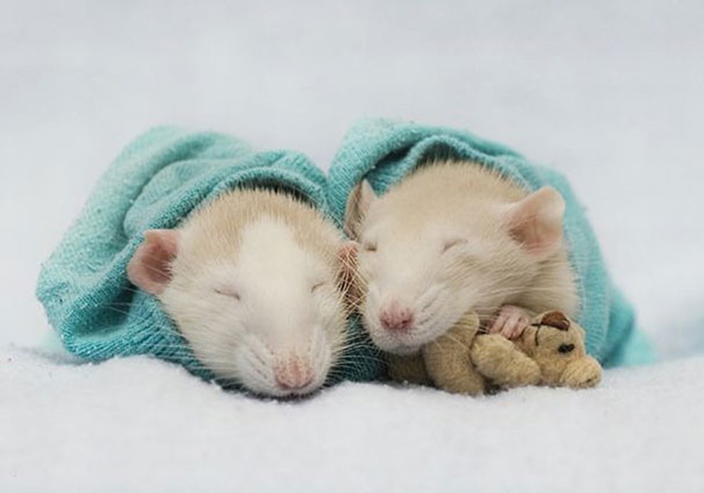 Сон хомячки. Милые крыски. Милые мышки. Спящие крысы.