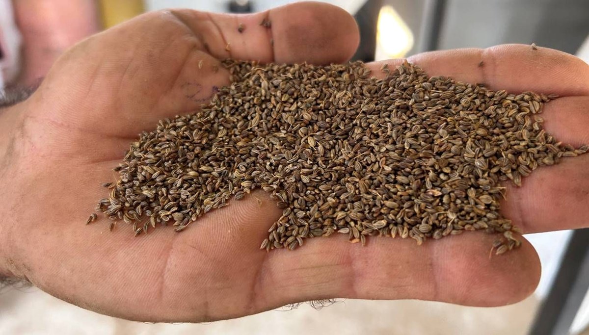 Hasat başladı, üreticinin yüzü güldü: Tarlada kilosu 100 TL