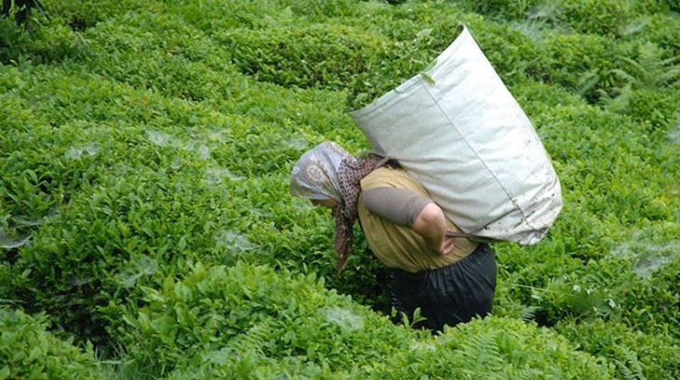 ÇAYKUR işçi alımı kurası ne zaman? ÇAYKUR kura çekim tarihi açıklandı - 1