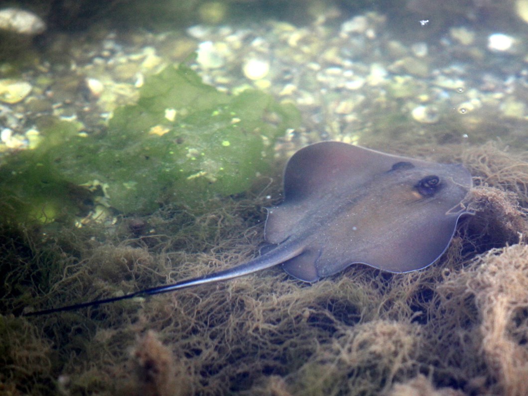vatoz baligi dalgici oldurdu ntv