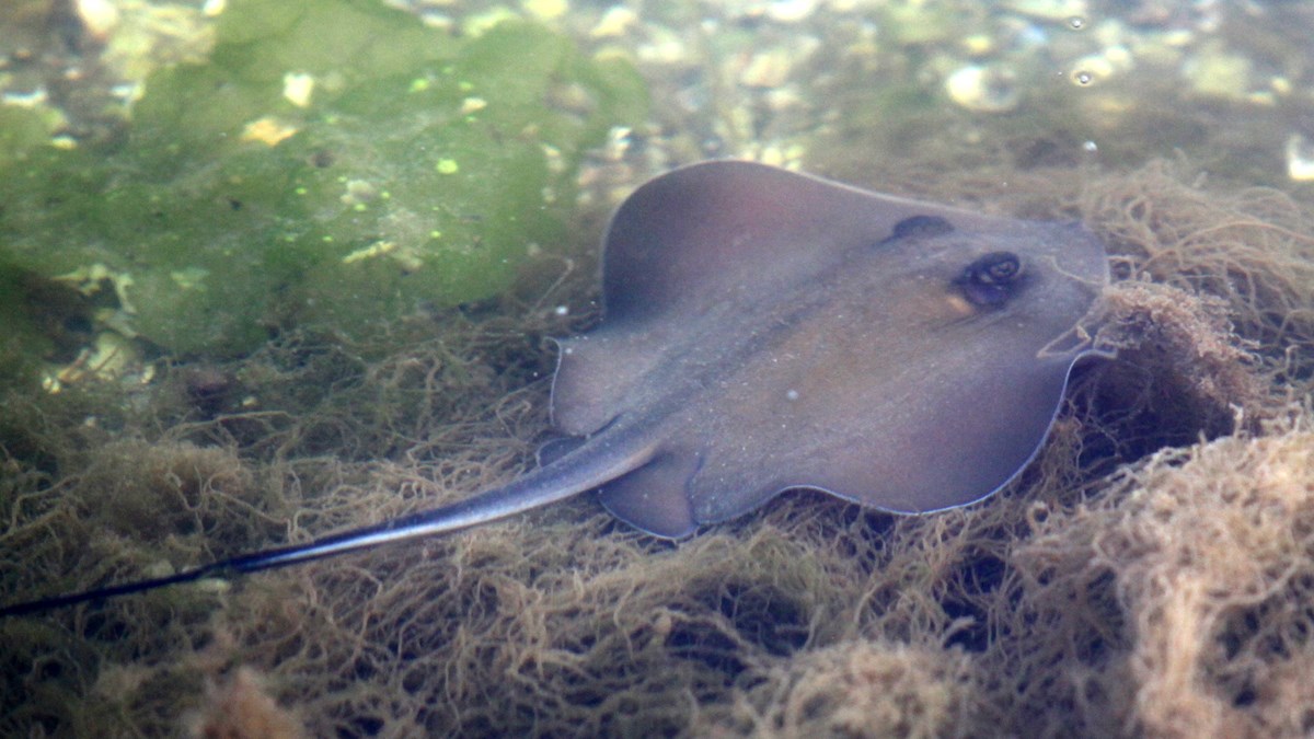 vatoz baligi dalgici oldurdu