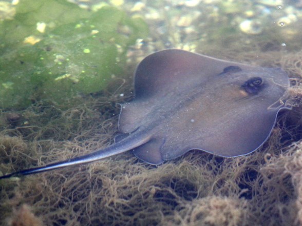 vatoz baligi dalgici oldurdu ntv