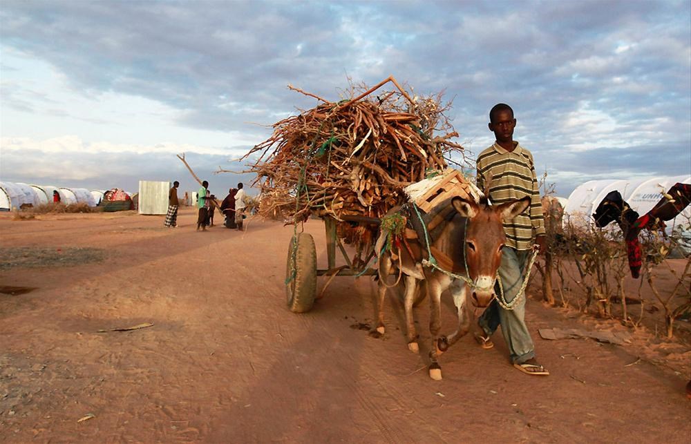 Занятие юар. Сельское хозяйство в Чаде. Эфиопия сельское хозяйство. Хозяйство Африки. Сомали сельское хозяйство.