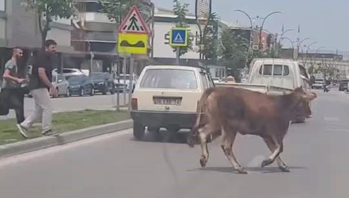 Firar eden kurbanlık trafiği karıştırdı