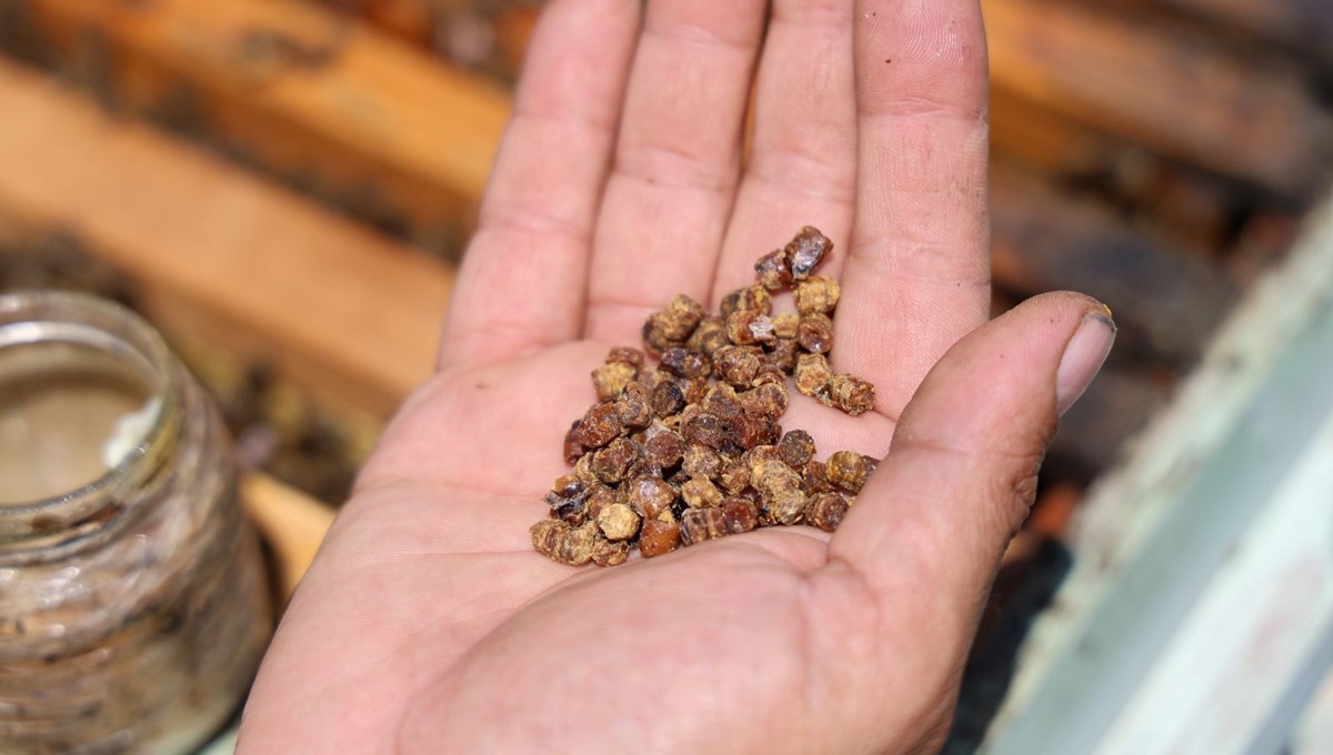 Eskiden çöpe atılıyordu, şimdi kilosu 3 bin TL’den satılıyor: Protein zengini besin