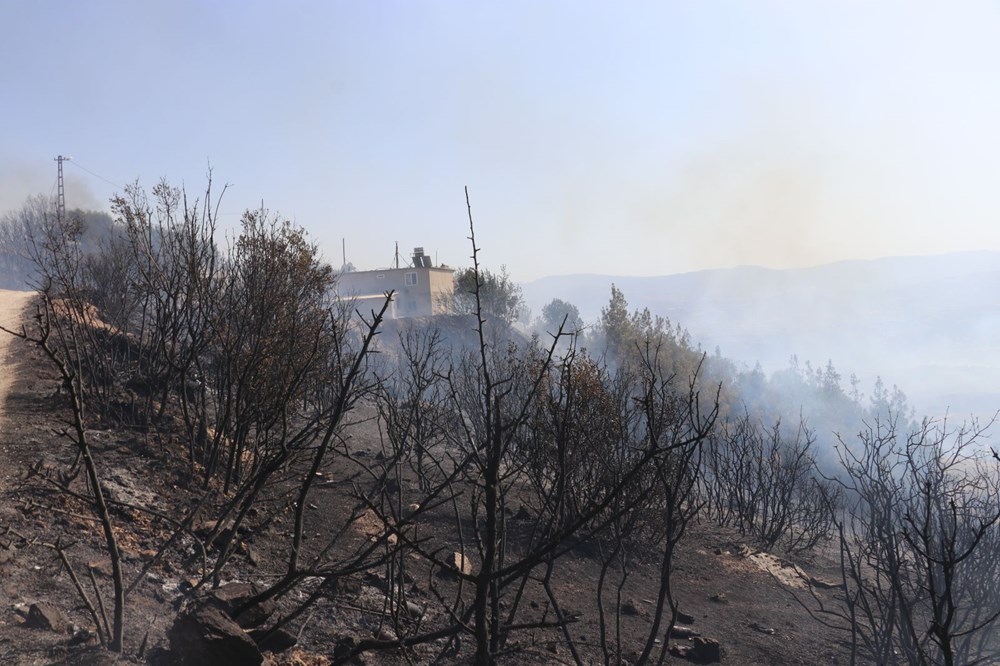 Yanan bölgelere hangi ağaç? Uzmanlar yanıtladı - 3