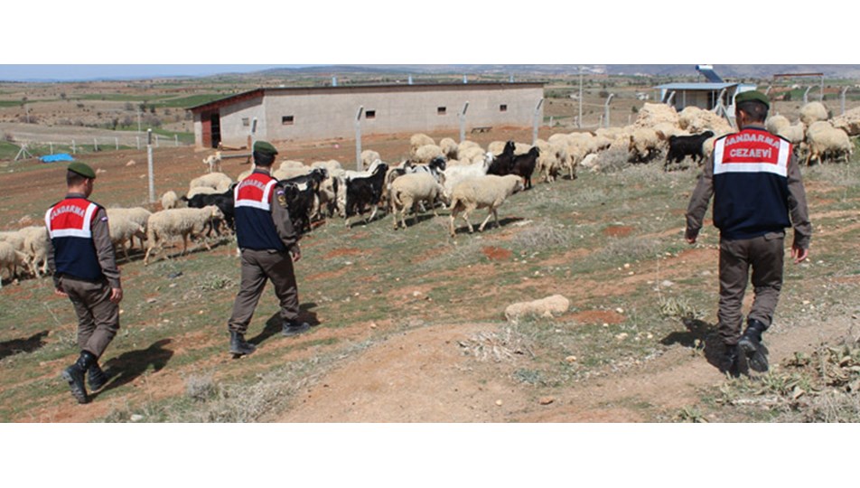 Sürüden ayrılanları jandarma buldu
