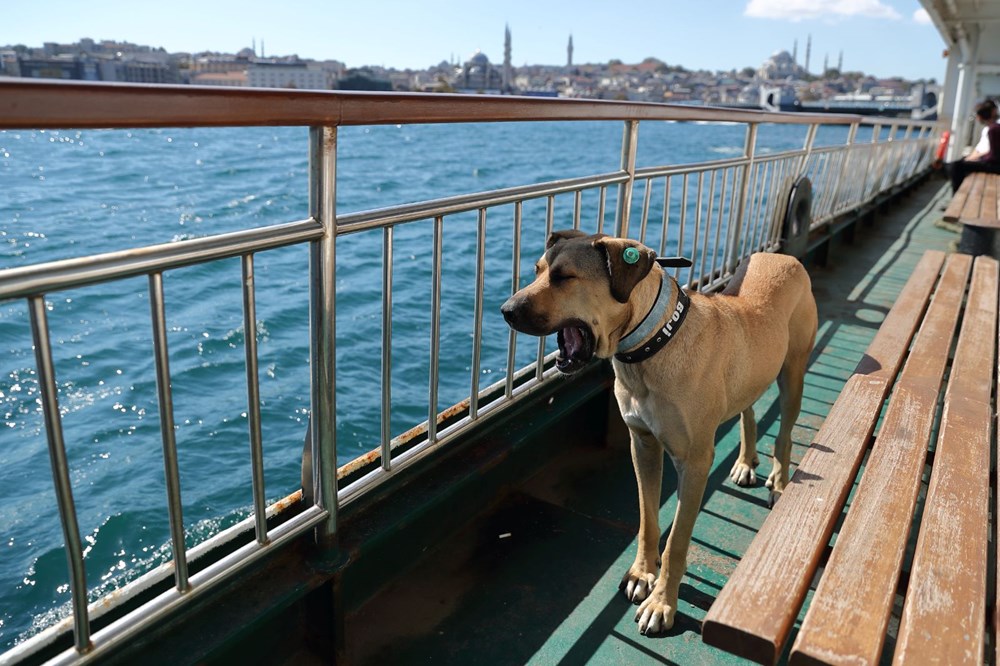 Gezgin köpek Boji dünya basının gündeminde - 1
