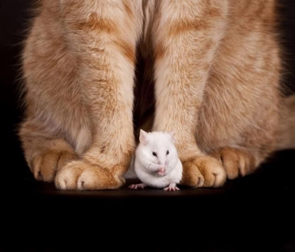 Не мне не мне народу моему. Стихи расула гамзатова на аварском языке. Не мне не мне народу моему. Ахматова а. Ахматова а.