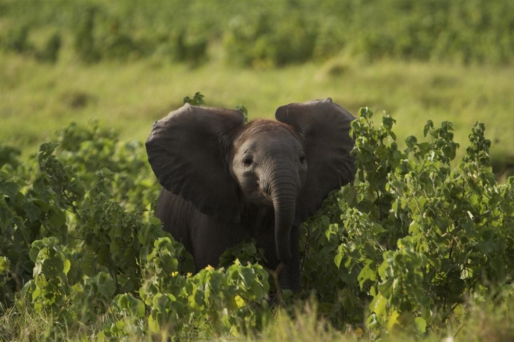 Bbc природа. ВВС Живая природа смотреть бесплатно. Documentary nature. ВВС природа и животные смотреть онлайн. Bbc animal Planet.