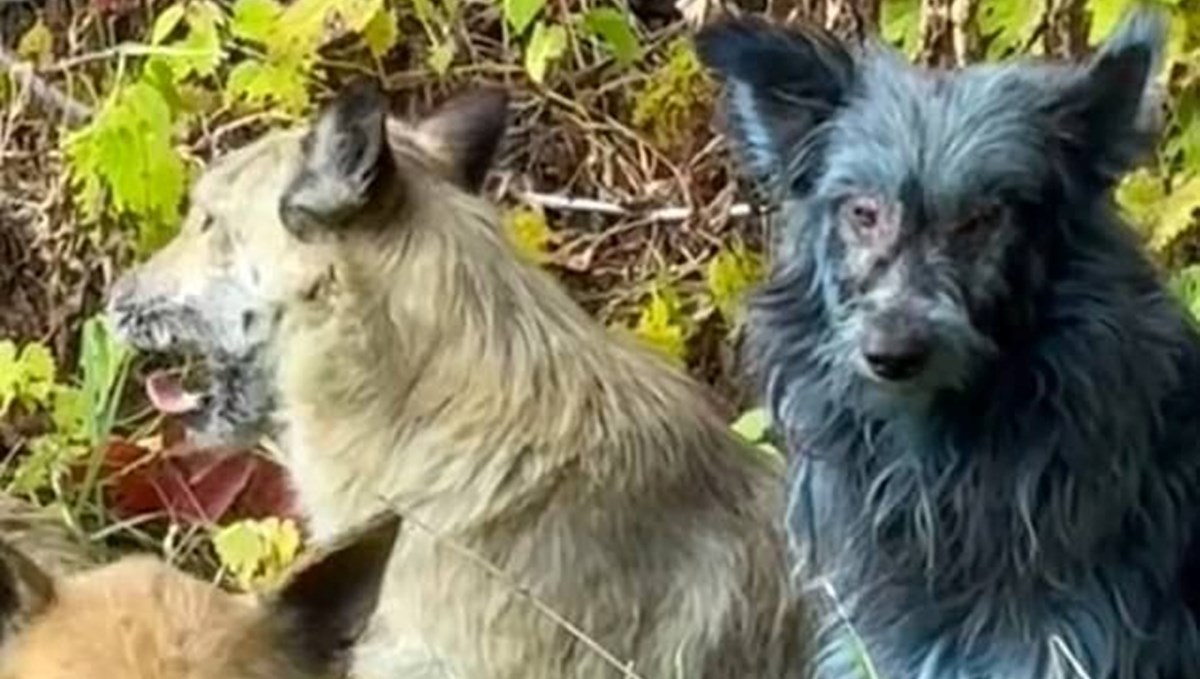 Çernobil’de “mavi köpekler” görüldü