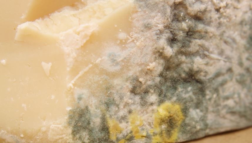 Küflü peynir yenir mi? Meğer yıllardır yanlış biliyormuşuz