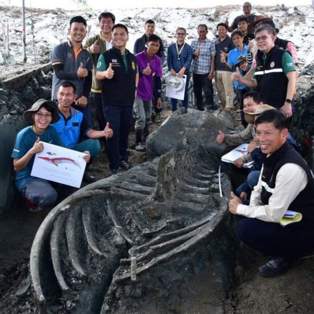 Tayland’da 5 bin
yıllık balina iskeleti bulundu - 2