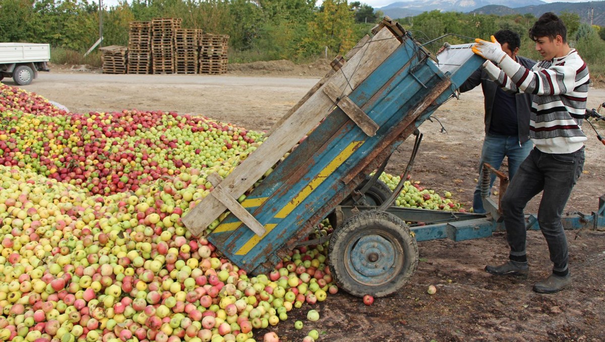 Amasya elmasında rekolte patlaması: Topla topla bitmiyor