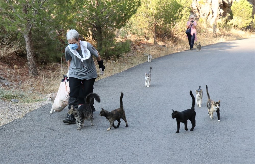 Her gün 200 sokak kedisini elleriyle besliyor - 2