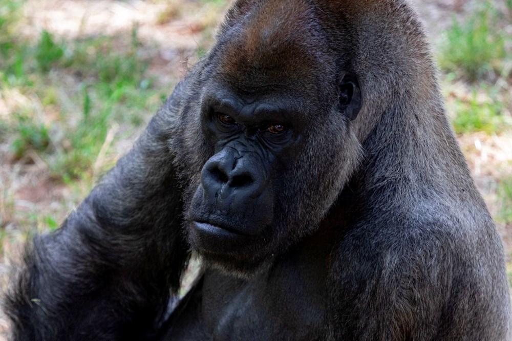 Dünyanın en yaşlı erkek gorili Ozzie hayatını kaybetti: Ölüm nedeni hala bilinmiyor - 4