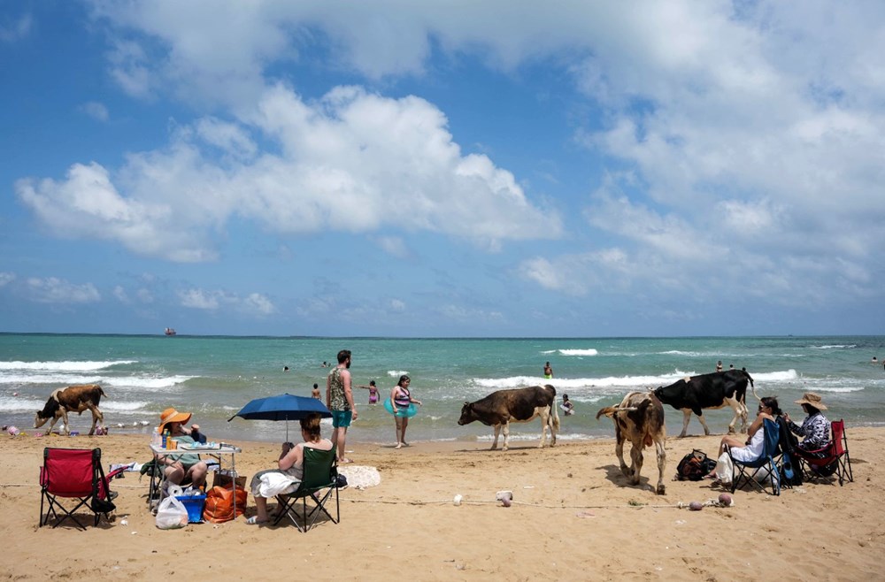 Yer: İstanbul! Sıcaktan bunalan inekler plaja indi - 3