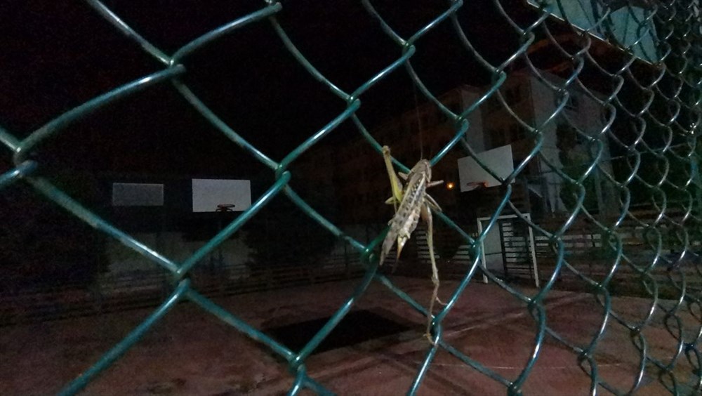 Arnavutköy'de çekirge endişesi - 6