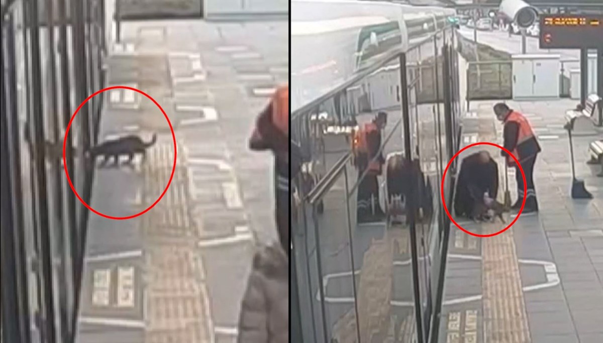 Kedinin hayatını son anda kurtardı