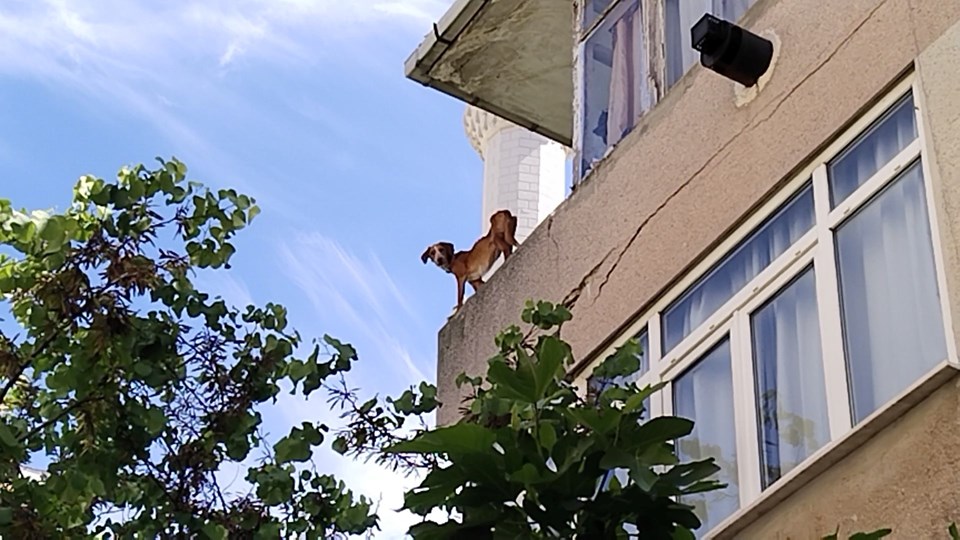 Sosyal medyada tepki çeken görüntüler: Köpekleri balkona kitledi - 1