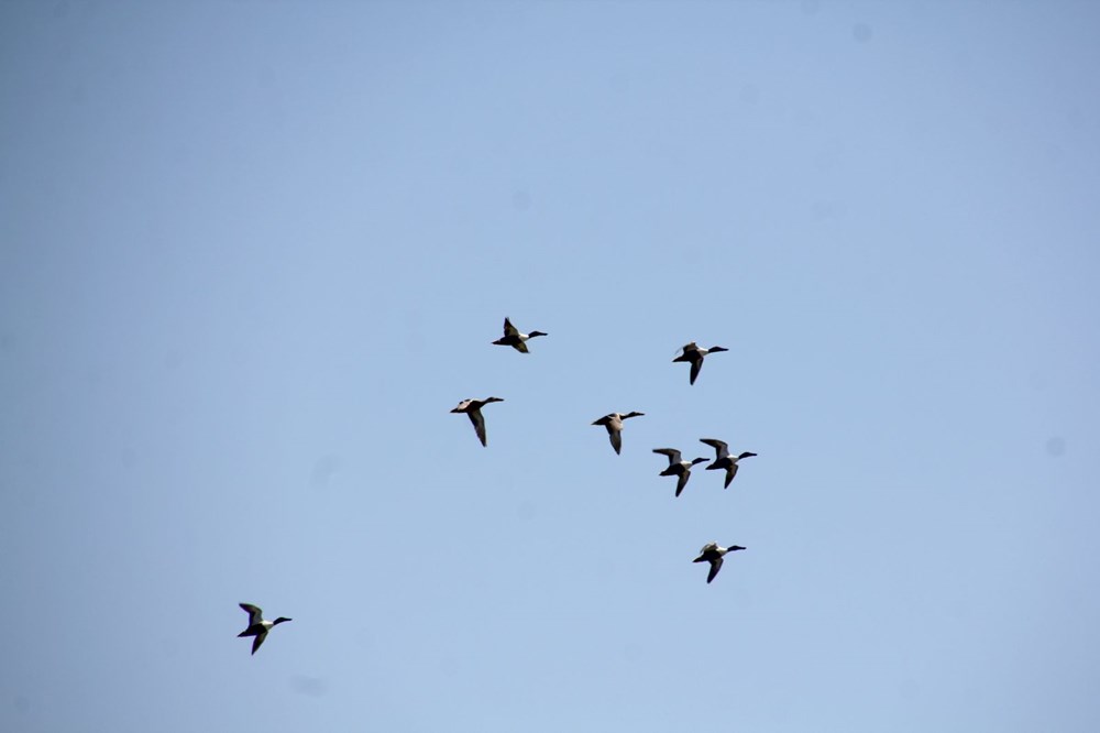 Göç yolu üzerindeki Hatay'ı 233 kuş tipi ziyaret etti 78 SDT FQAj 0qMUnT3RQAqqg