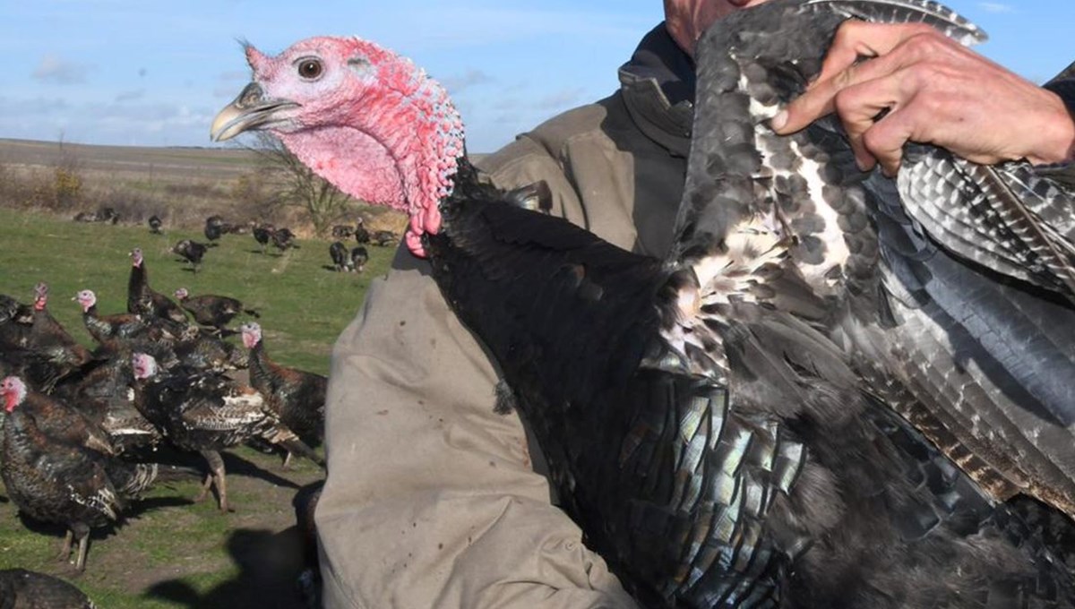 Yılbaşı hindisi satışa çıktı (Fiyatı kaç lira olacak?)