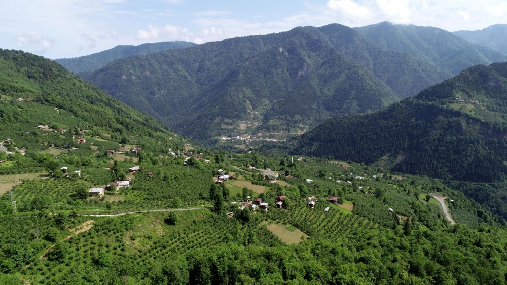 Artvin'i böcek bastı - 6