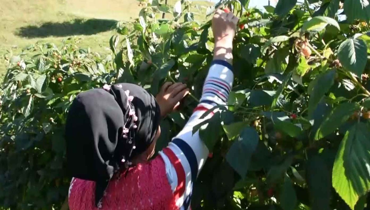 700 metrekare arsadan bir ton ürün (Yeni gelir kapısı: Süper besin)