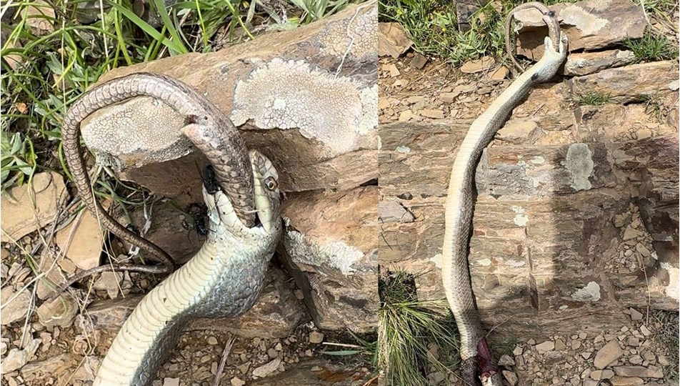 Hakkari'de yılan yılanı yedi