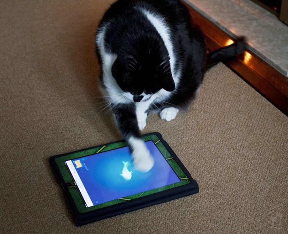 Мышка бегает по экрану игра для кошек