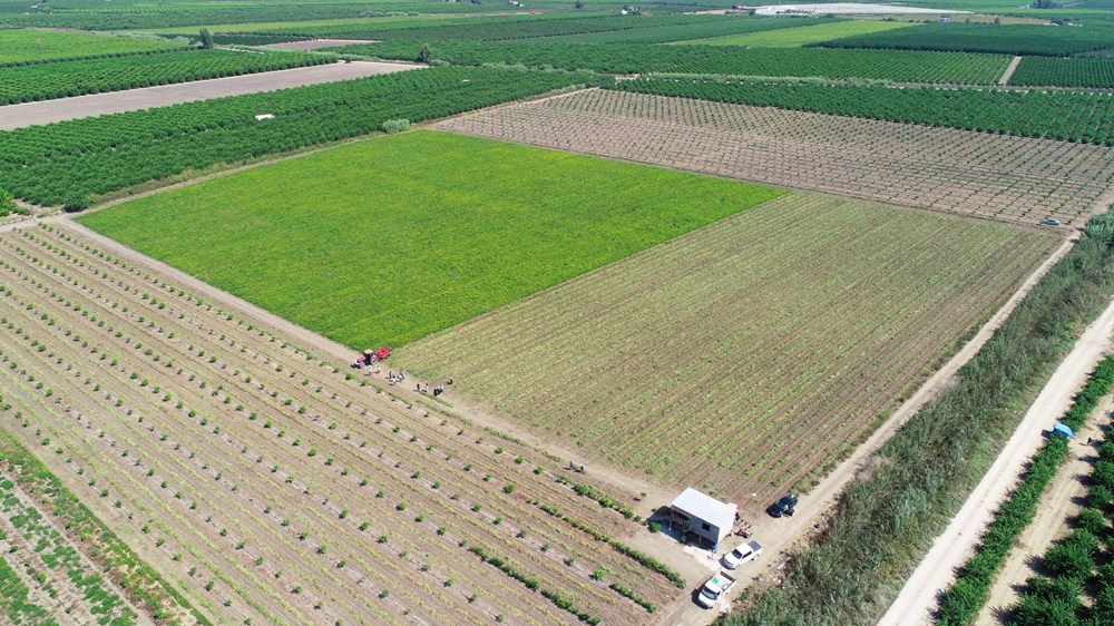 Adana'da yer fıstığı hasadı başladı: Fiyatlar yüzde 50 düştü - 18