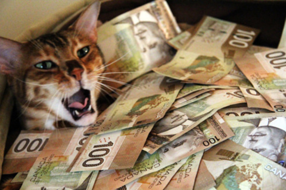 Игра money cat