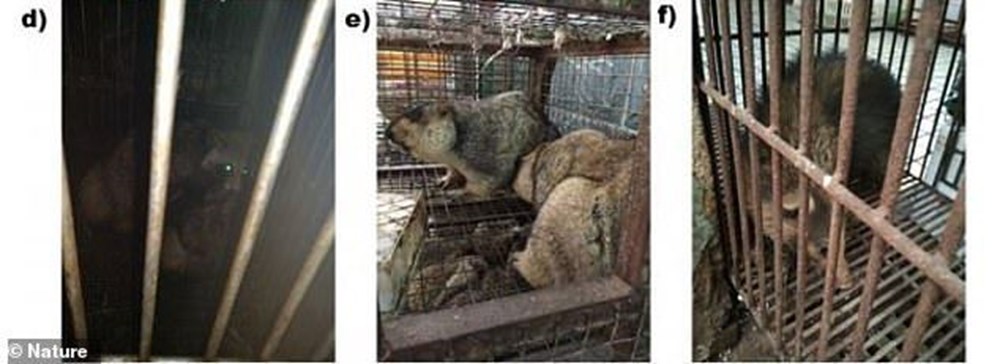 Research unpublished for 1 year: Animals known to carry Covid-19 in Wuhan have been sold for years - 8
