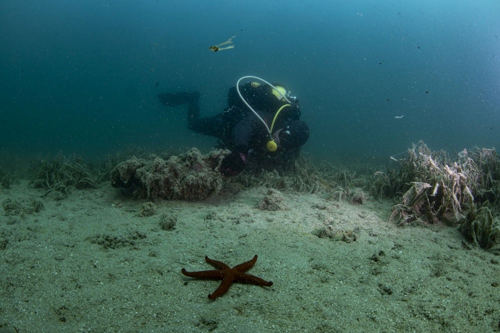 Müsilaj, koruma altındaki mercanları tehdit ediyor - 2