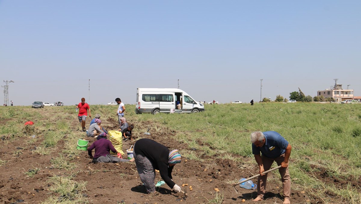 Pazarda, markette 15 TL'ye satılan patatesi bedava dağıttı! Duyanlar akın etti