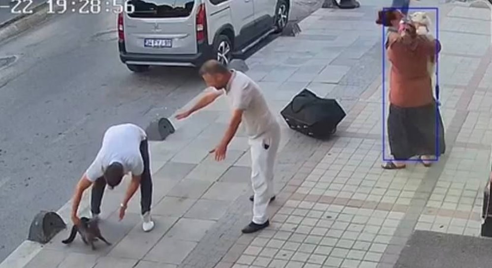 Bağcılar'da kedi, Sibirya kurduna saldırdı - 6