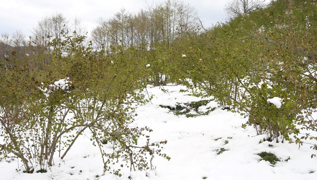 36 ili zirai don vurdu