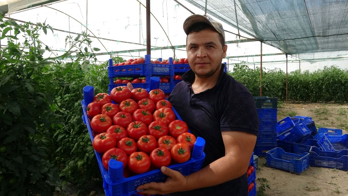 Türkiye'den dünyaya ihraç ediliyor! Tek tek elle toplanıyor, bu yıl 15 bin ton rekolte bekleniyor